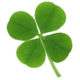 four leafed clover Louis Manzo An Irish Lullaby